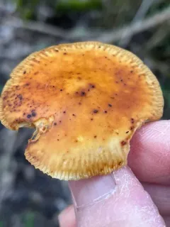 Flammulina rossica thumbnail 2