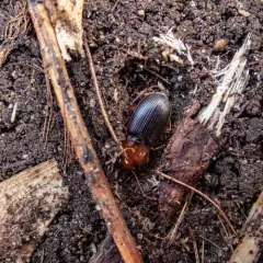 Red-headed Ground Beetle thumbnail 3