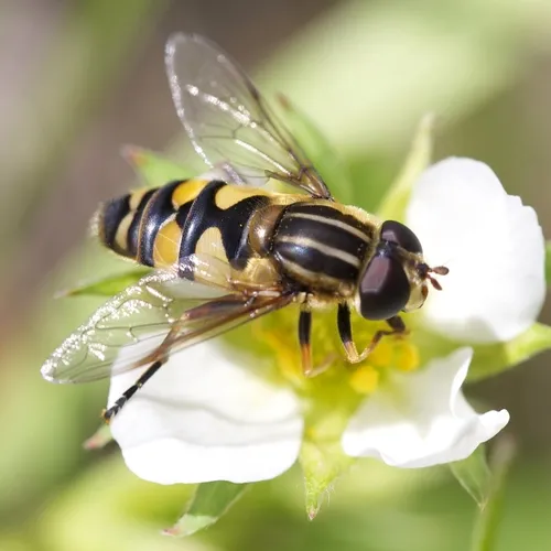 Narrow-headed Marsh Fly