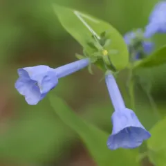 Virginia bluebells thumbnail 2