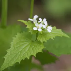 garlic mustard thumbnail 4