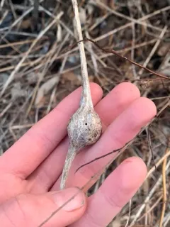 Eurytoma gigantea thumbnail 3