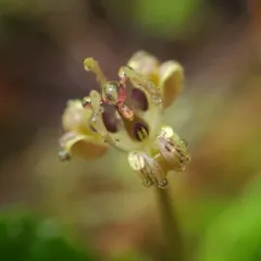 Oregon fetid adderstongue thumbnail 2