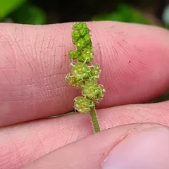 coastal miterwort thumbnail 4