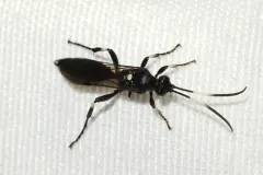 Ichneumon deliratorius thumbnail 2