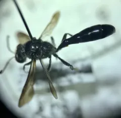 Trypoxylon lactitarse thumbnail 3