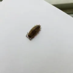 Brickwork Woodlouse thumbnail 1