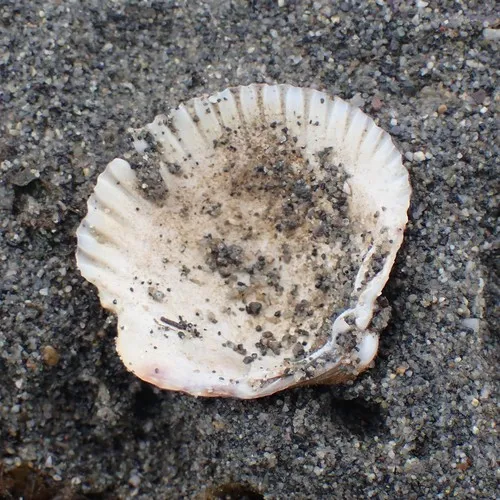 Nuttall's Cockle
