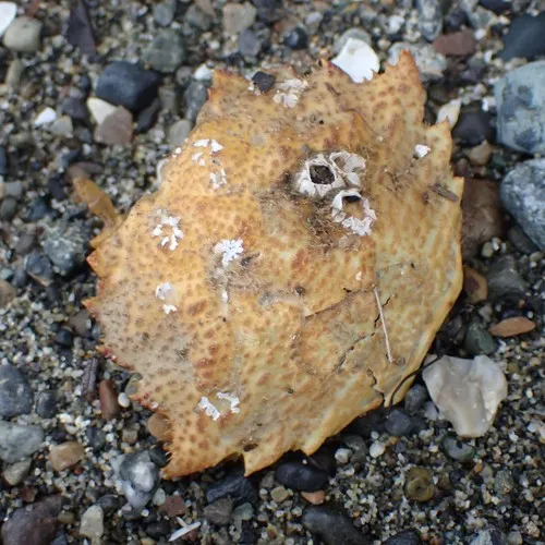 Helmet Crab