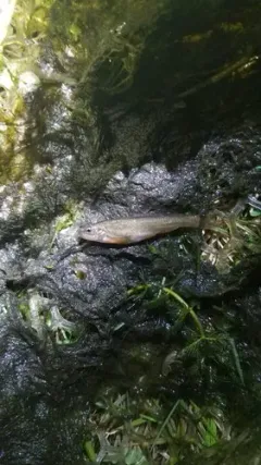 Western Speckled Dace thumbnail 1