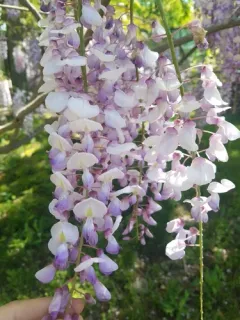 Chinese wisteria thumbnail 1