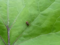 Venus Cryptocephalus thumbnail 4