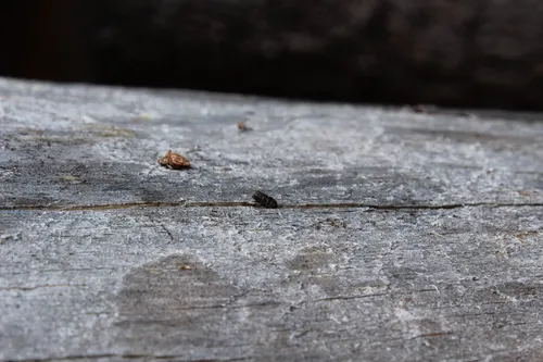 Carving Bark Beetle