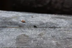 Carving Bark Beetle thumbnail 1