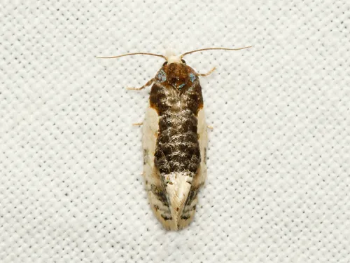 Contrasting Henricus Moth