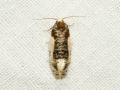 Contrasting Henricus Moth thumbnail 1