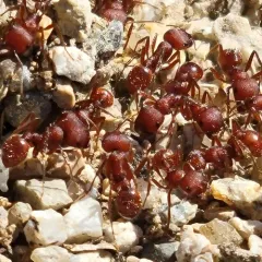 Western Harvester Ant thumbnail 1