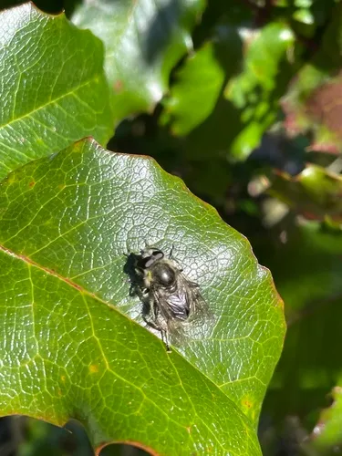 Longnose Catkin Fly