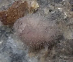 Hairy Spiny Dorid thumbnail 3