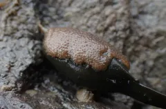 Flustrellidra hispida thumbnail 4
