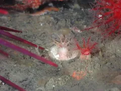 Pale Creeping Pedal Sea Cucumber thumbnail 2