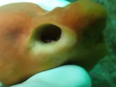 Hermit Crab Sponge thumbnail 2