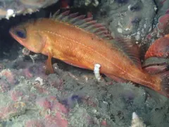 Puget Sound Rockfish thumbnail 1