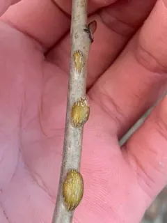 Ophiomyia tiliae thumbnail 2