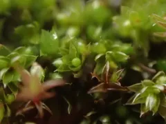 Bicoloured Bryum thumbnail 2