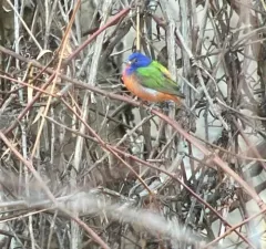 Painted Bunting thumbnail 4
