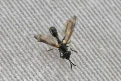 Physoconops sylvosus thumbnail 4