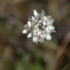 Shepherd's Cress thumbnail 2