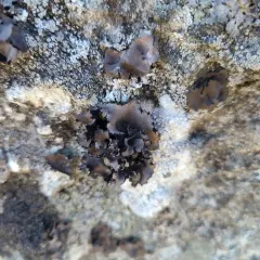 Ballpoint Rocktripe Lichen thumbnail 2