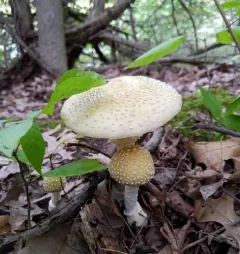 Small Funnel-Veil Amanita thumbnail 2