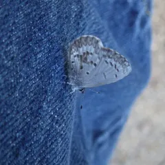 Asher's Blue thumbnail 4