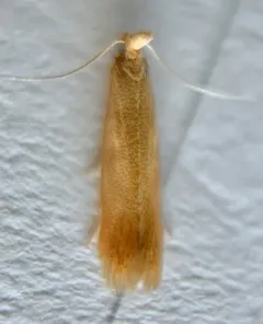 Coptotriche zelleriella thumbnail 2