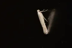 Duospina trichella thumbnail 4