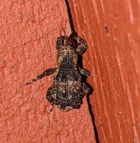Sthereus horridus