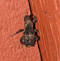 Sthereus horridus thumbnail 1