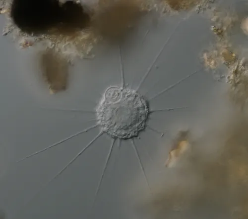 Actinophrys sol