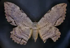 Owl Moth thumbnail 2