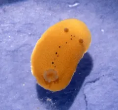 Cooper's Aldisa thumbnail 1