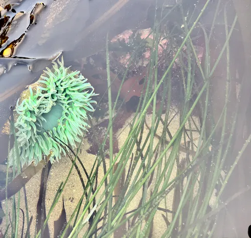 Torrey's Surfgrass