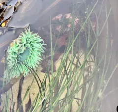 Torrey's Surfgrass thumbnail 1