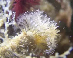 Pseudopotamilla occelata thumbnail 2