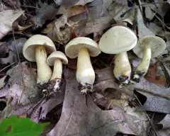 Tricholoma odorum thumbnail 4