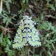 Deceptive Sallow thumbnail 3