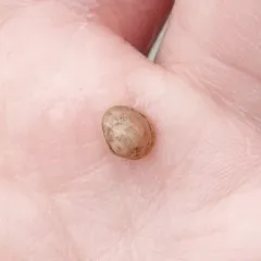 Herrington fingernailclam thumbnail 2