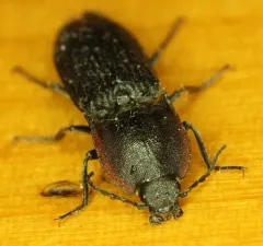 Selatosomus lateralis thumbnail 4