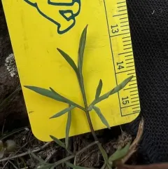 Indian biscuitroot thumbnail 3